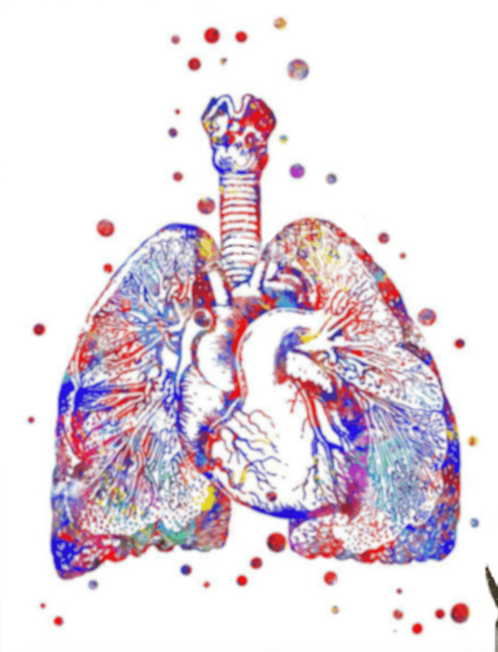 Lungs Cross Poster | Cross Section Poster | Fit For Icons