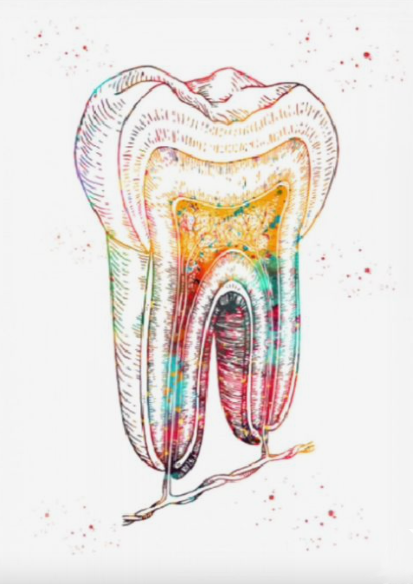 Tooth cross section Poster