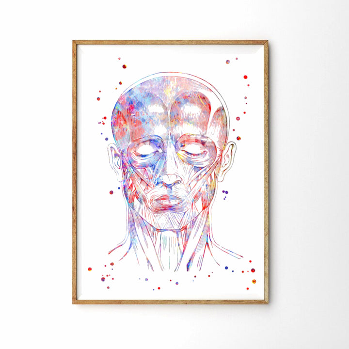 Facial Muscles Poster - Facial Wall Art Poster - Fit For Icons