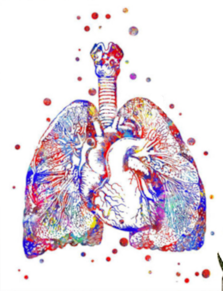 Lungs Cross Section Poster