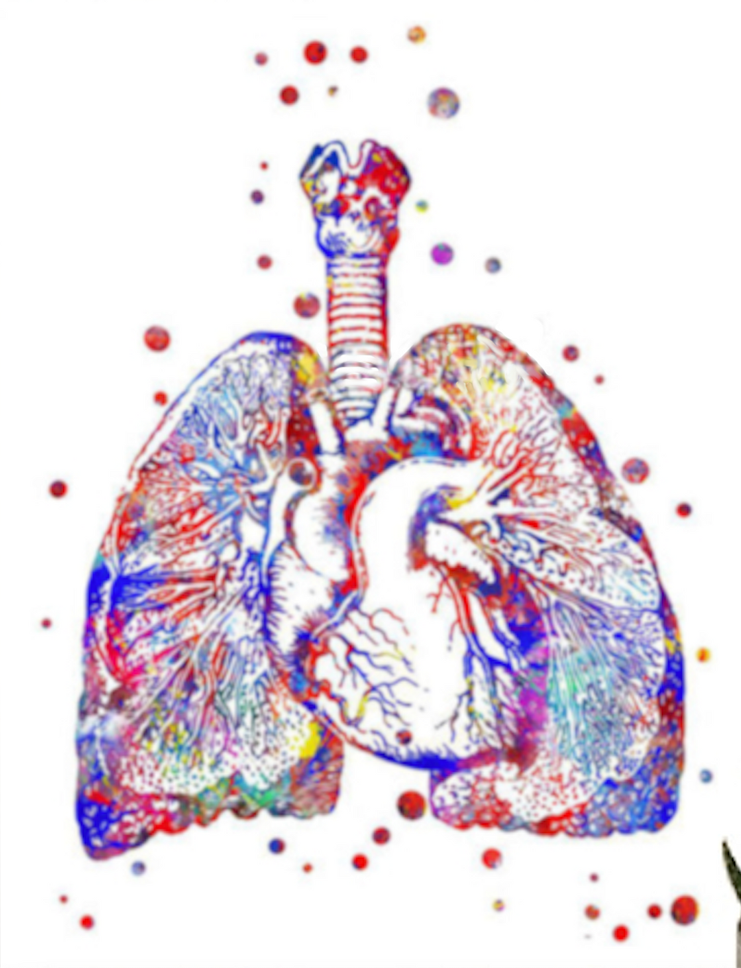 Lungs Cross Poster | Cross Section Poster | Fit For Icons